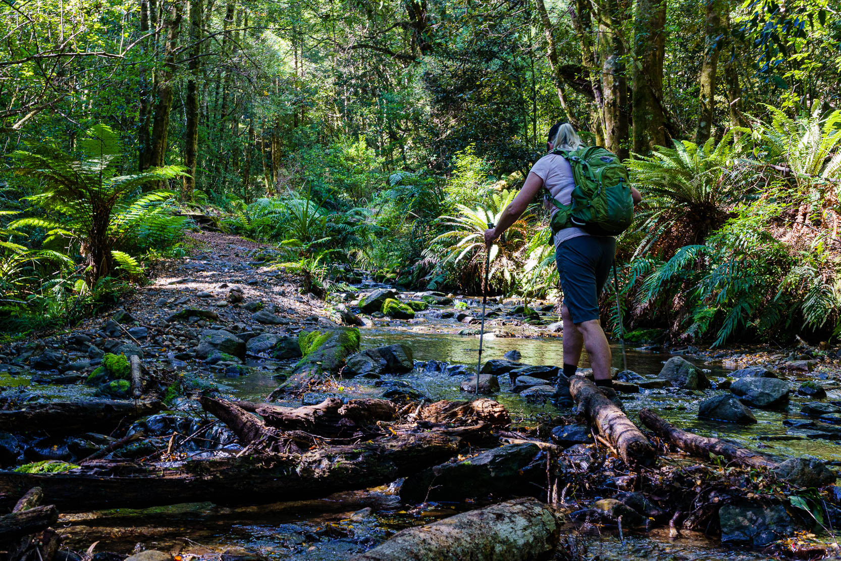 Tree Trunk Gorge – Tracy Annenberg